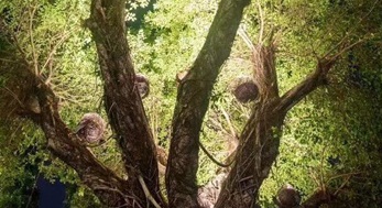 大樹上添鳥窩，原來是投射燈